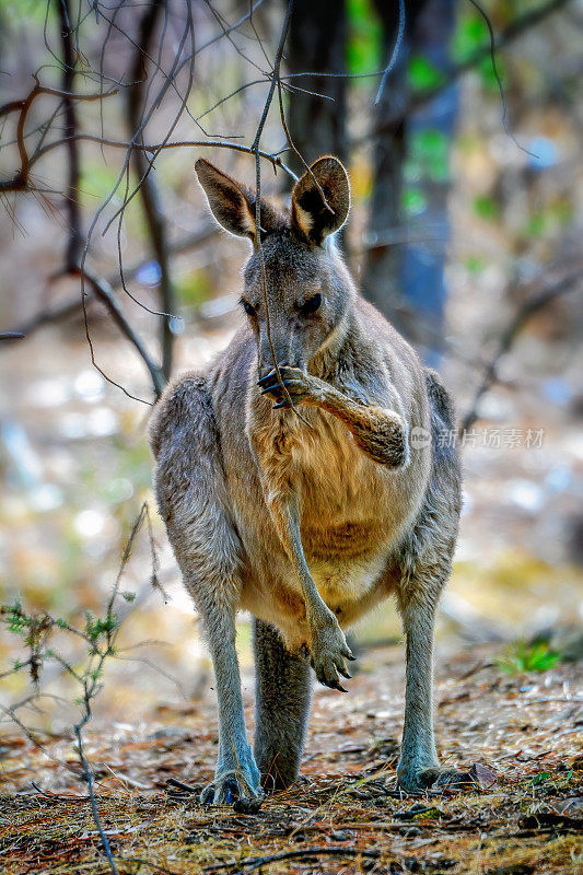 东部灰袋鼠Joey (Macropus giganteus)